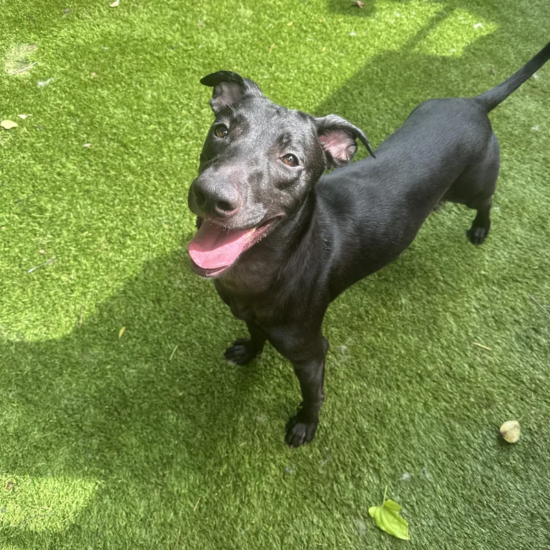 Hibiscus thumbnail 4