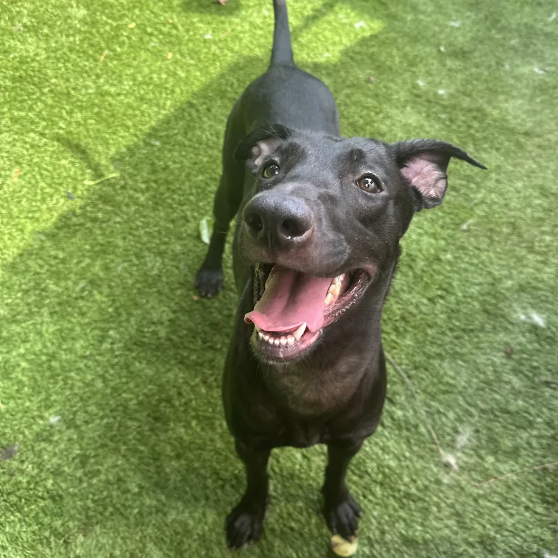 Hibiscus thumbnail 5