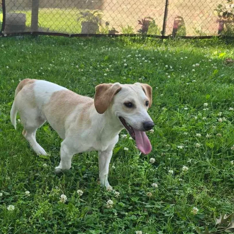 A young small-sized female Yellow / Tan / Blond / Fawn Mixed Breed dog named Mimi for adoption in Wilmington, DE