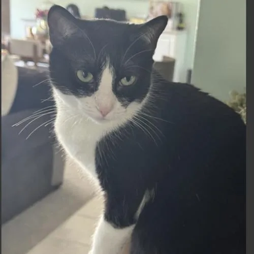 An adult small-sized female Black Domestic Short Hair cat named Luci for adoption in Rochester, MN