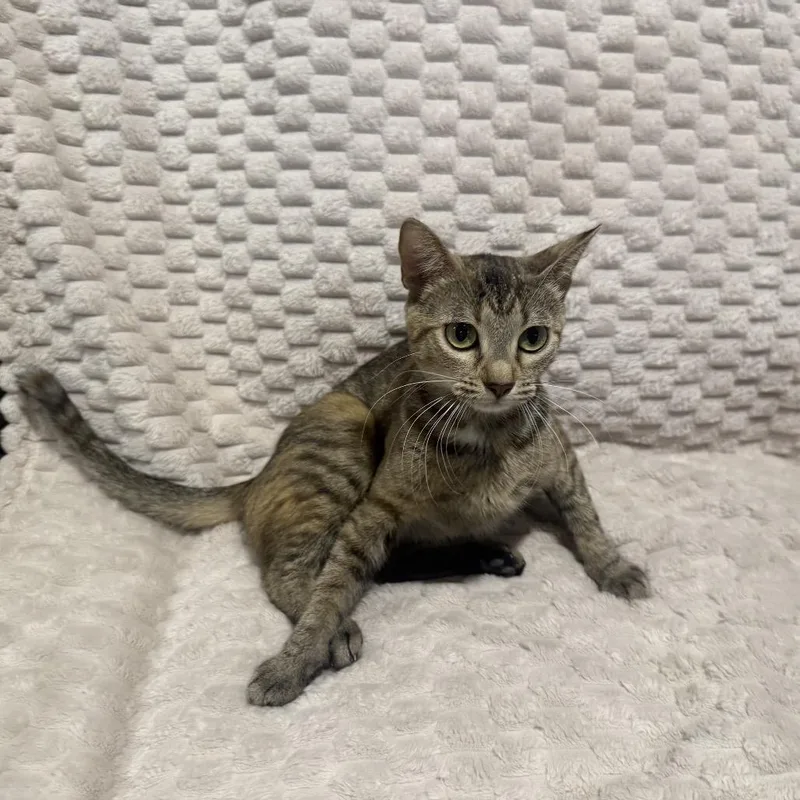 A young medium-sized female Torbie Domestic Short Hair cat named Tootsie for adoption in Overland Park, KS