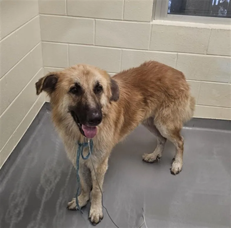 A young large-sized male Anatolian Shepherd dog named Oso for adoption in Wilmington, NC