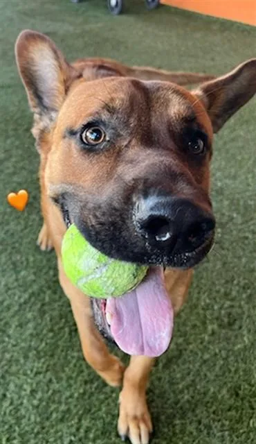 A young large-sized male German Shepherd Dog dog named Rocky for adoption in Miami, FL