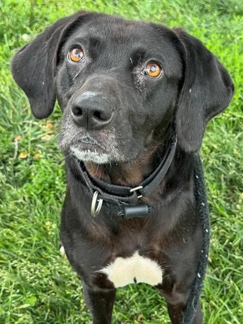 An adult medium-sized male Beagle dog named Ghost for adoption in Olivette, MO