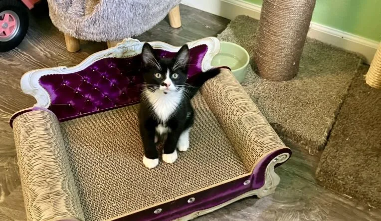 A baby small-sized male Black & White / Tuxedo Domestic Short Hair cat named Mouth for adoption in San Juan Capistrano, CA