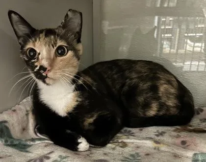 An adult small-sized female Domestic Short Hair cat named Leelou for adoption in Phoenix, AZ