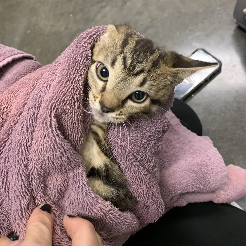 A baby small-sized male Brown / Chocolate Domestic Short Hair cat named Rummy for adoption in Dickinson, TX
