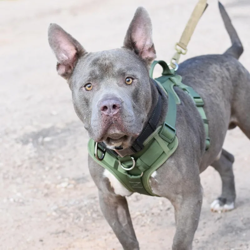 An adult large-sized male Gray / Blue / Silver American Staffordshire Terrier dog named Argos for adoption in Cleveland, TX