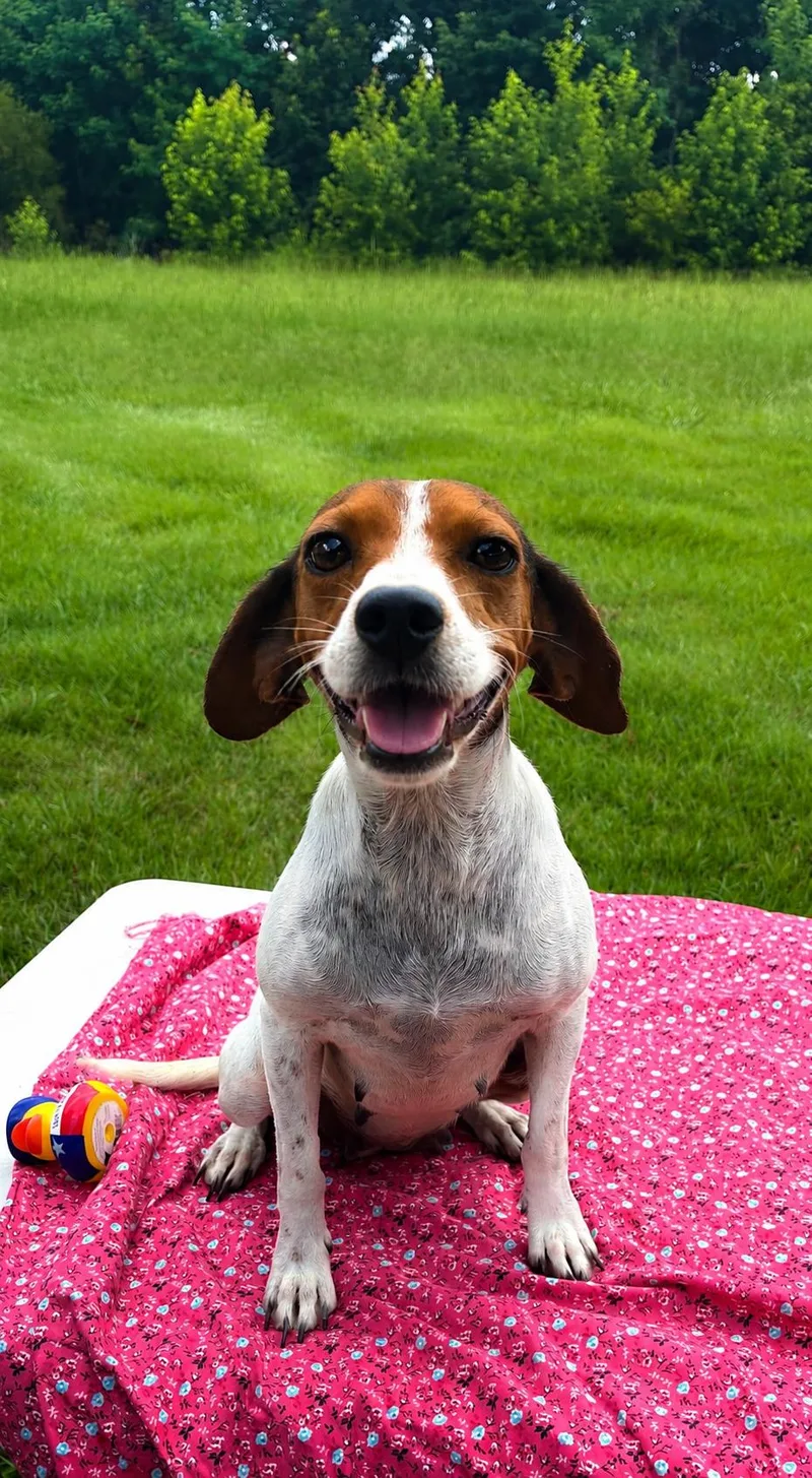 Ivy and Puppies thumbnail 2