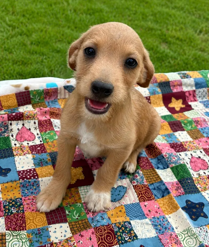 Ivy and Puppies thumbnail 3