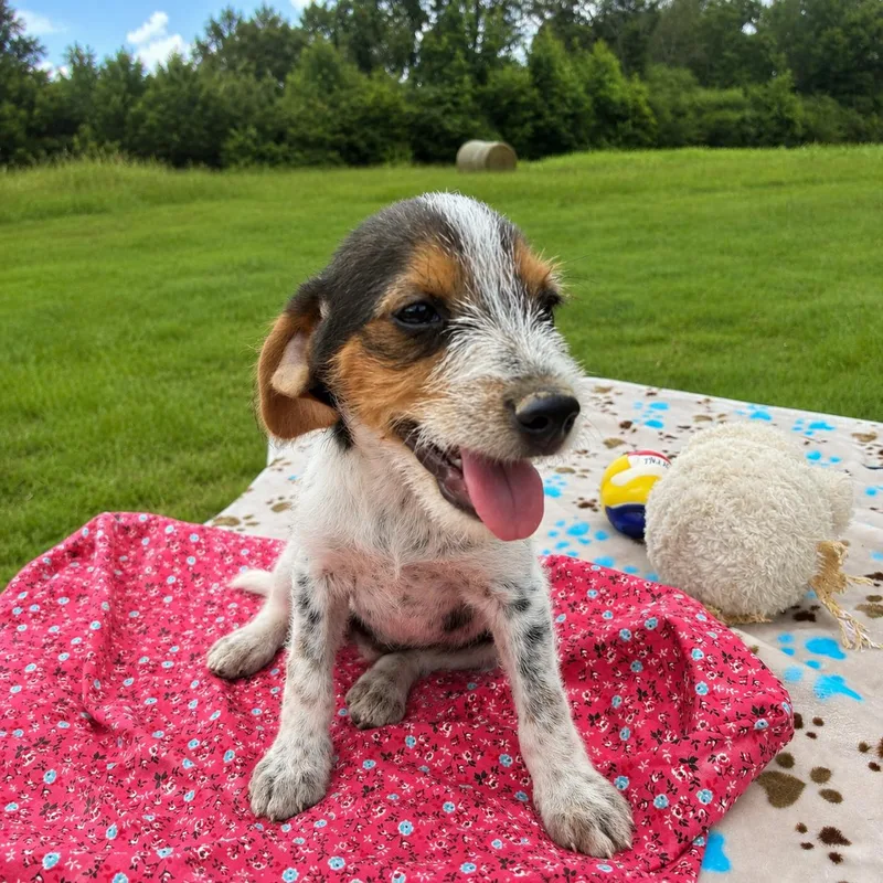 Ivy and Puppies thumbnail 4