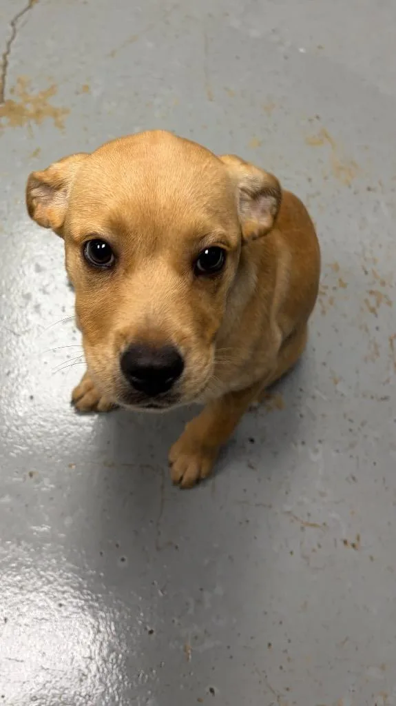 A baby small-sized female Chihuahua dog named Rainy for adoption in Missouri City, TX