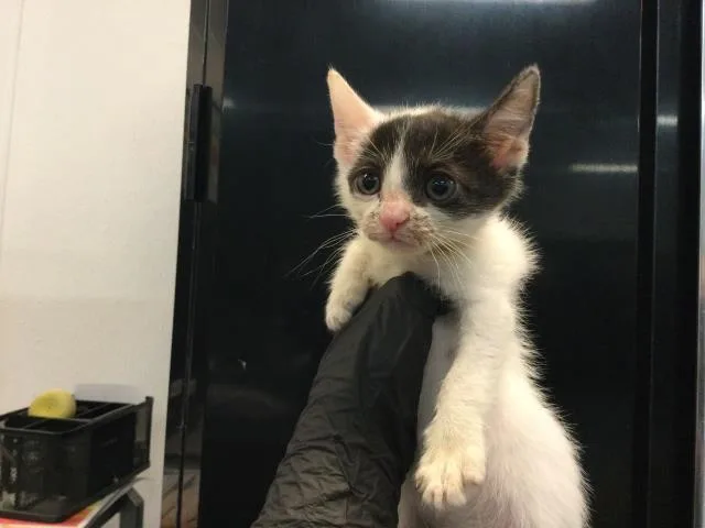 A baby small-sized female Domestic Short Hair cat named Robin for adoption in Thousand Palms, CA