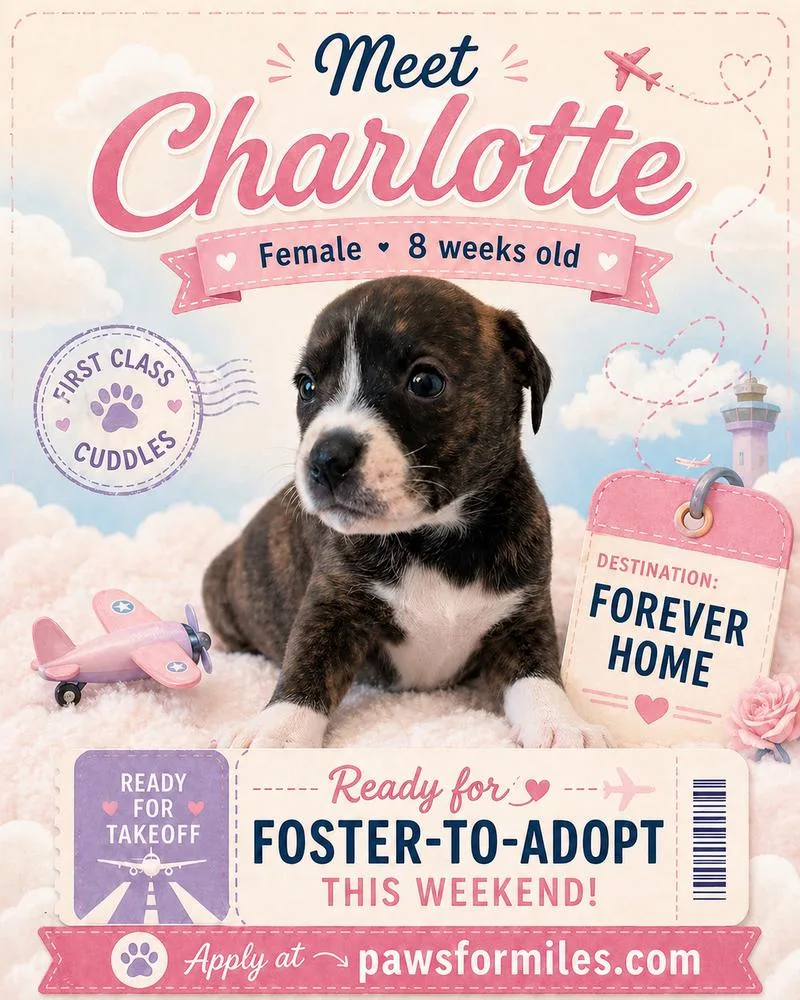 A baby small-sized female Black Rottweiler dog named Charlotte for adoption in Loveland, OH