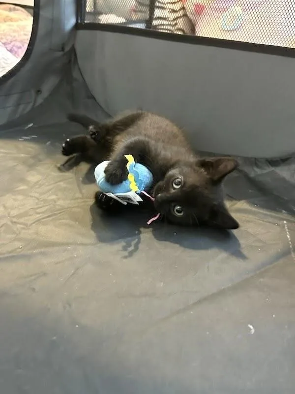 A baby small-sized male Domestic Short Hair cat named Hershey for adoption in Patchogue, NY