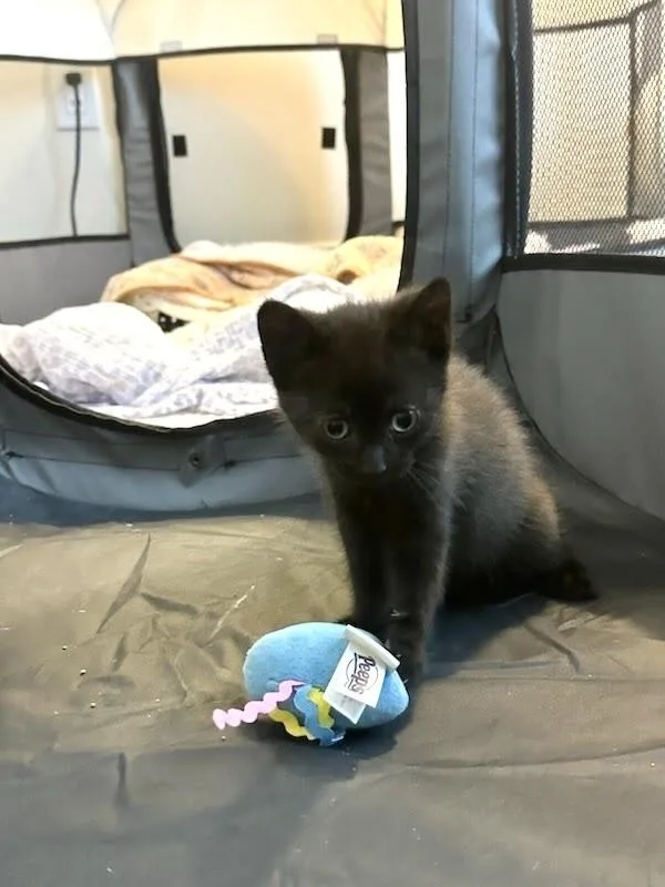 Hershey thumbnail 4