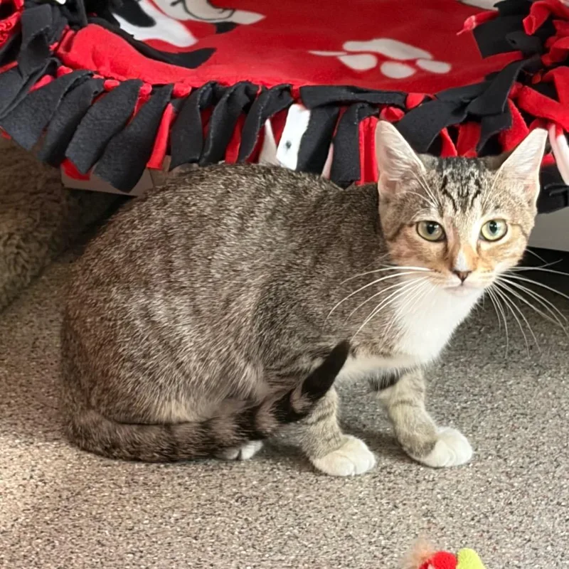 A baby small-sized female Domestic Short Hair cat named Delilah for adoption in Sarasota, FL