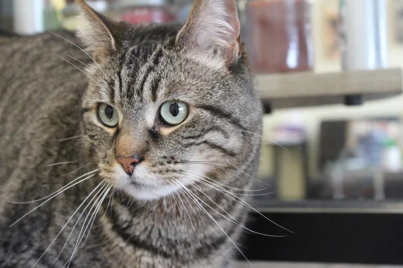 Randall Boggs thumbnail 4