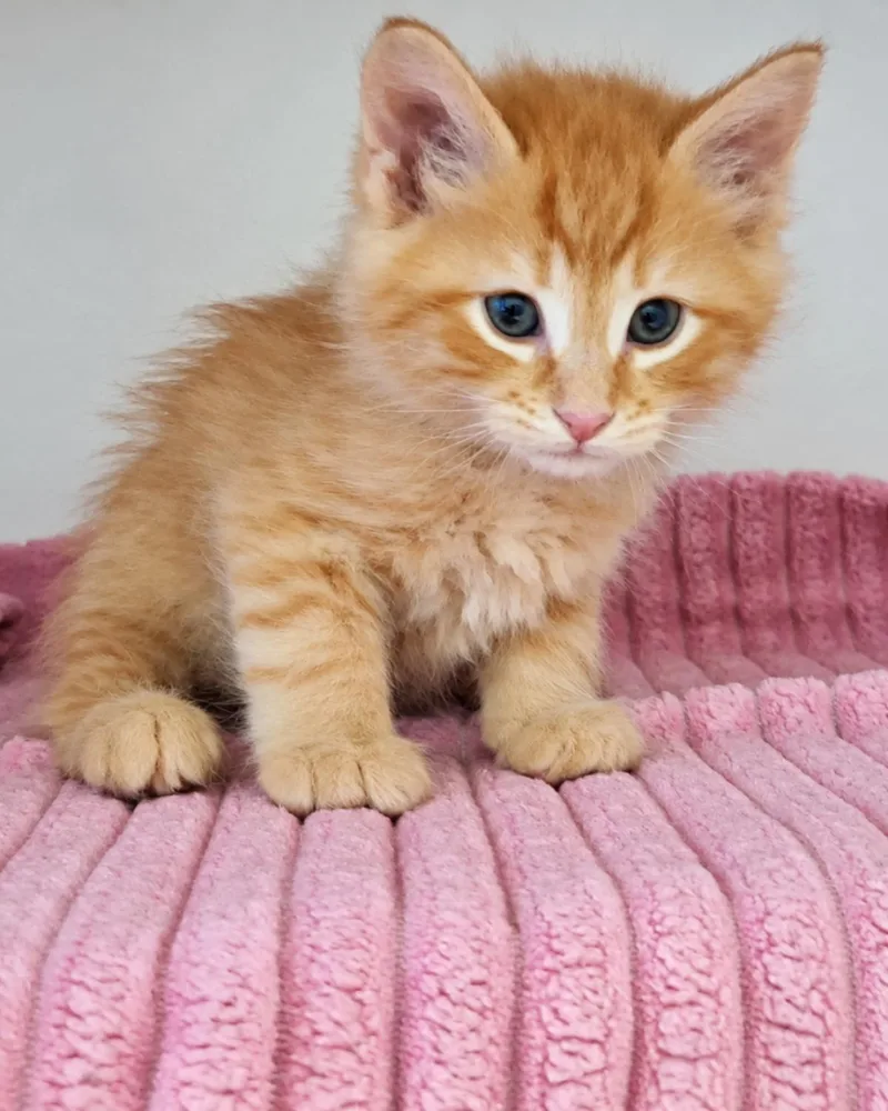 A baby medium-sized male Orange / Red Domestic Short Hair cat named Taco for adoption in Rockwall, TX