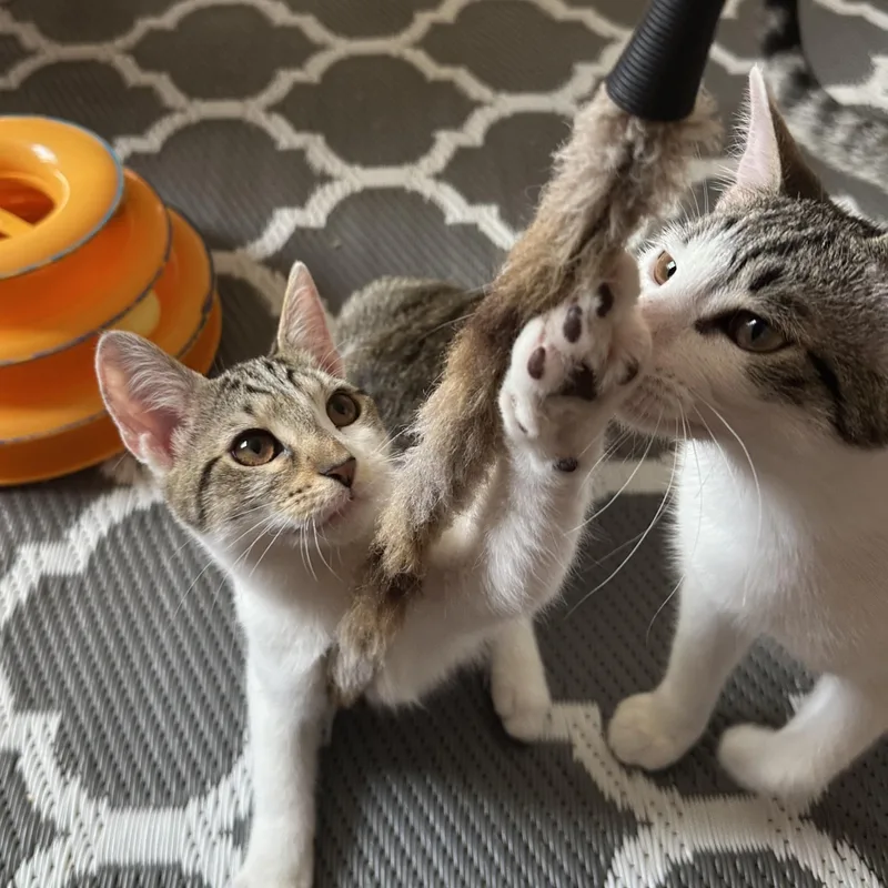 A baby medium-sized female Tabby (Buff / Tan / Fawn) Domestic Short Hair cat named Ceylon for adoption in Apex, NC