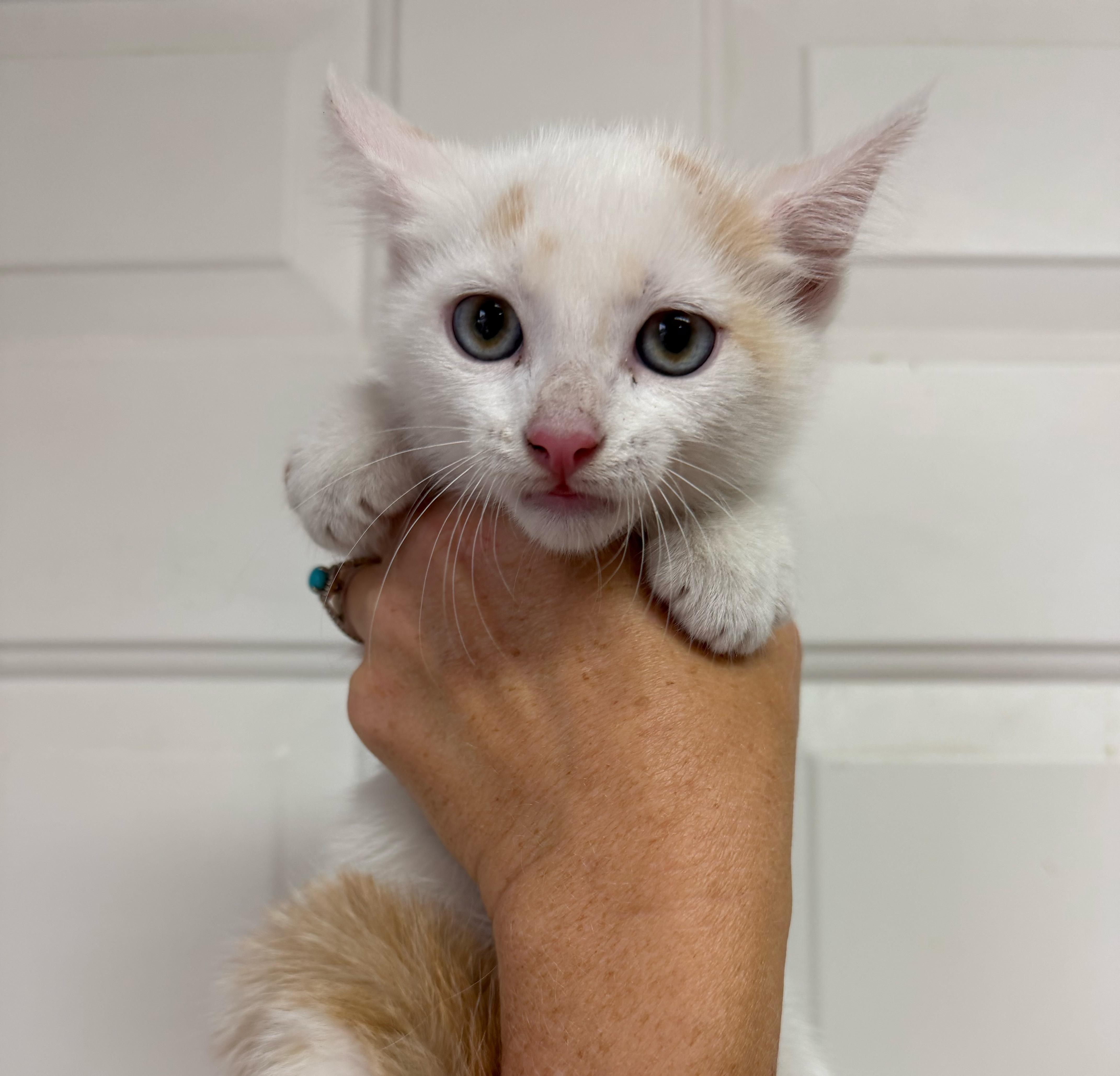 A baby medium-sized female White Domestic Short Hair cat named Carrie for adoption in Columbia, SC