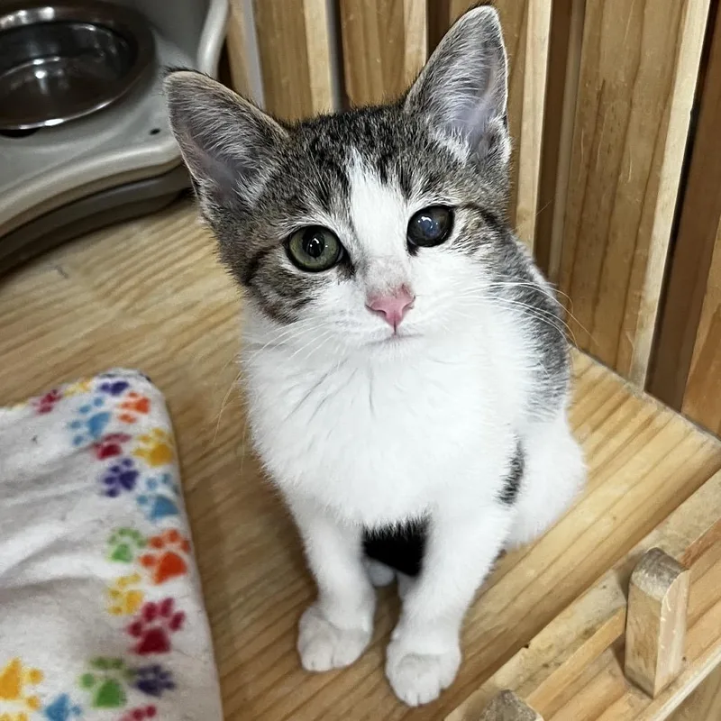 A baby small-sized female Gray / Blue / Silver Domestic Short Hair cat named Brooke for adoption in Yucca Valley, CA