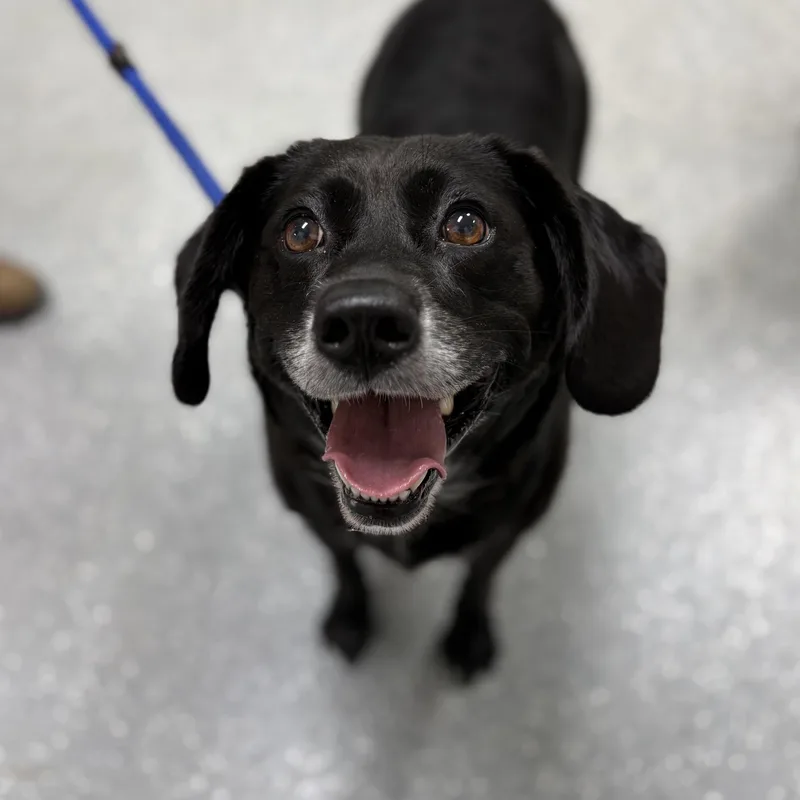 An adult medium-sized female Black Labrador Retriever dog named Dumplin' for adoption in Bardstown, KY