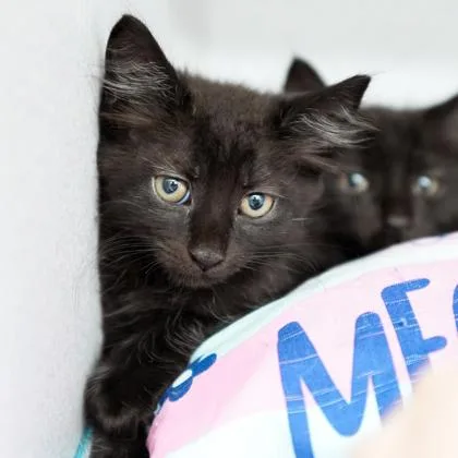 A baby small-sized male Black Domestic Short Hair cat named Crab for adoption in Atlanta, GA
