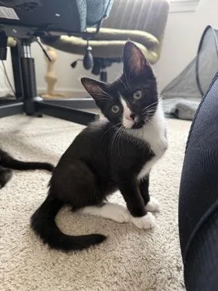 A baby medium-sized male Domestic Short Hair cat named Othello for adoption in Washington, DC