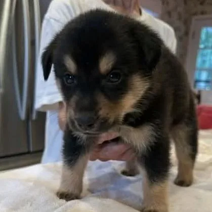 A baby medium-sized male Black Mixed Breed dog named Gage for adoption in Alexandria, VA