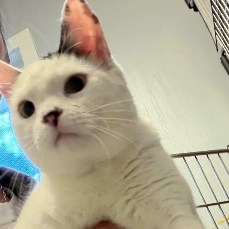 A young medium-sized female White Domestic Short Hair cat named Hoppy for adoption in Scituate, MA