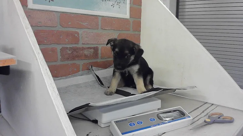 A baby small-sized male Labrador Retriever dog named Styles for adoption in Houston, TX