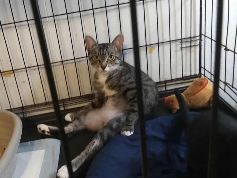 A young medium-sized female Tabby (Brown / Chocolate) Domestic Short Hair cat named Bridgette for adoption in Port Wentworth, GA