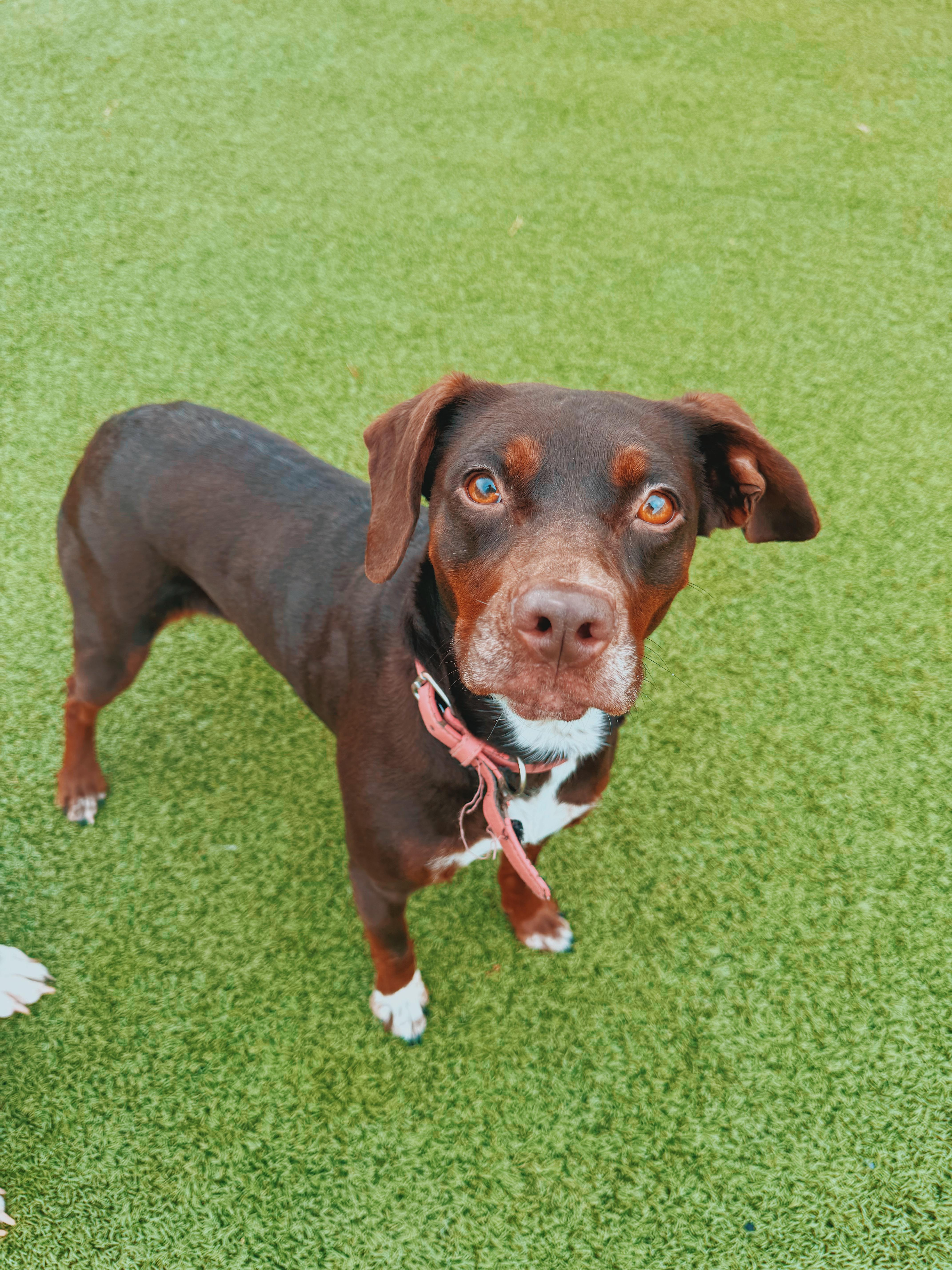 An adult medium-sized female Brown / Chocolate Australian Cattle Dog / Blue Heeler named Cookie for adoption in Hays, KS