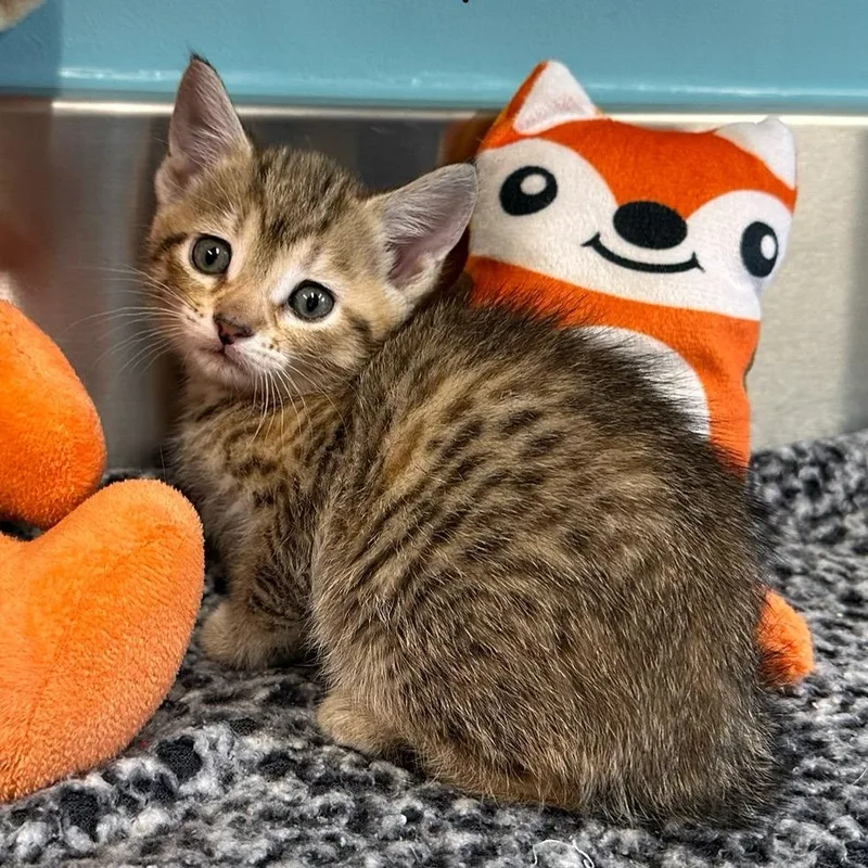 A baby small-sized female Brown / Chocolate Domestic Short Hair cat named Pixie for adoption in Mount Vernon, IN