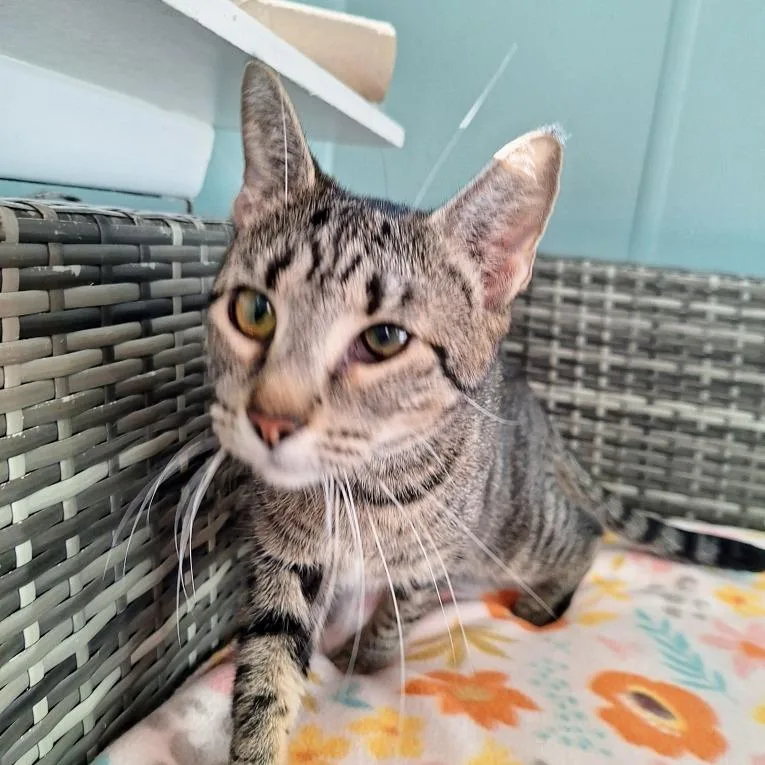 An adult medium-sized female Brown / Chocolate Domestic Short Hair cat named Clover for adoption in Attica, NY