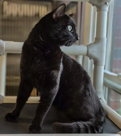 A young medium-sized male Domestic Short Hair cat named Gomez for adoption in Bridgewater, NJ