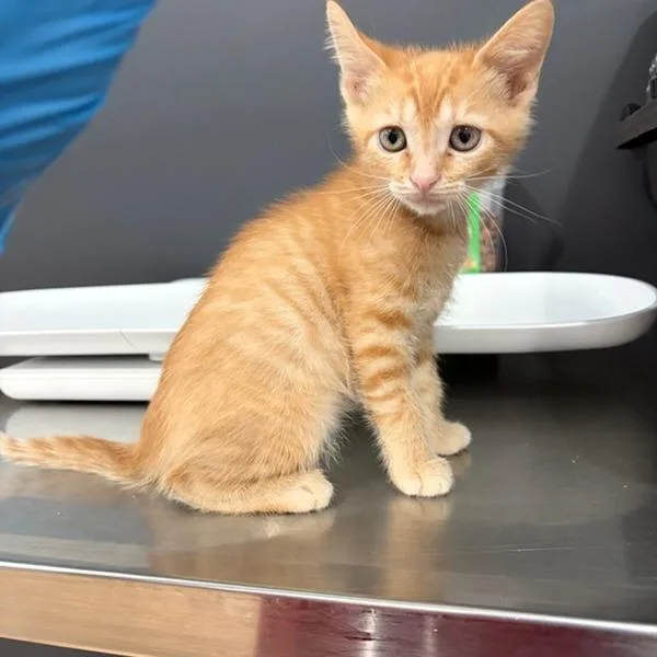 A baby small-sized female Orange / Red Domestic Short Hair cat named Hullabaloo Biscuitfingers for adoption in Livingston, TX
