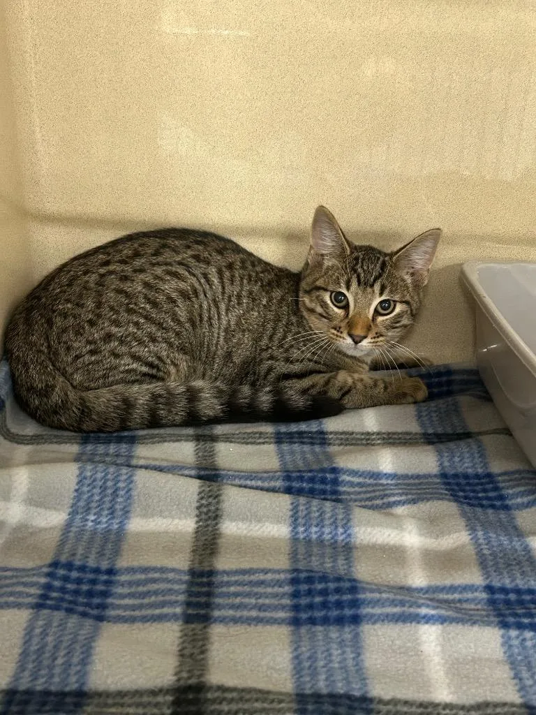 A baby medium-sized male Domestic Short Hair cat named Bugs Bunny for adoption in Gautier, MS