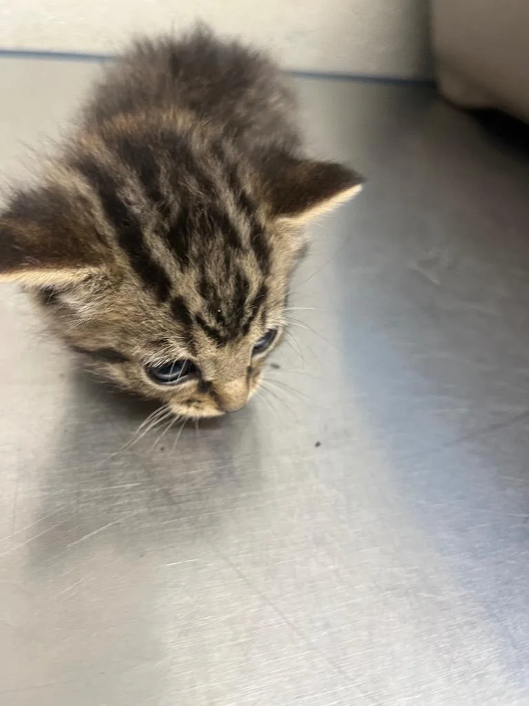 A baby small-sized male Domestic Short Hair cat named Mint for adoption in Cartersville , GA