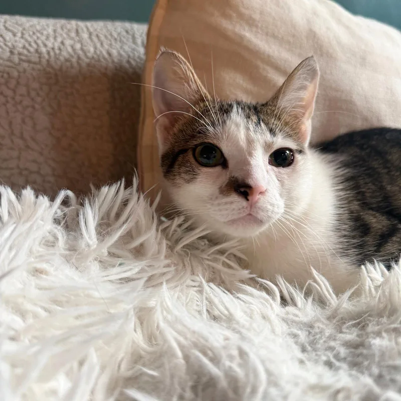 A young medium-sized female Domestic Short Hair cat named Tzatziki for adoption in Brooklyn, NY