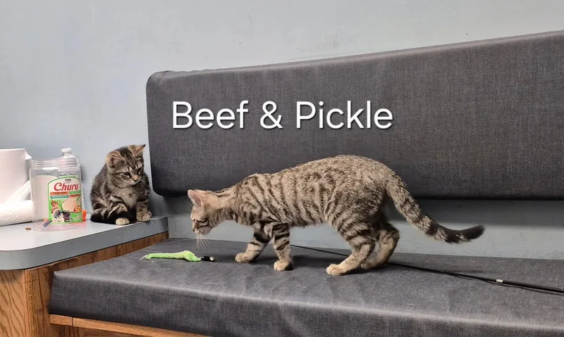 A baby medium-sized male Tabby (Brown / Chocolate) Domestic Short Hair cat named Beef & Pickle for adoption in Buffalo, NY