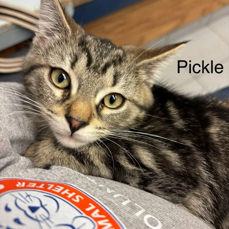 Beef & Pickle thumbnail 3