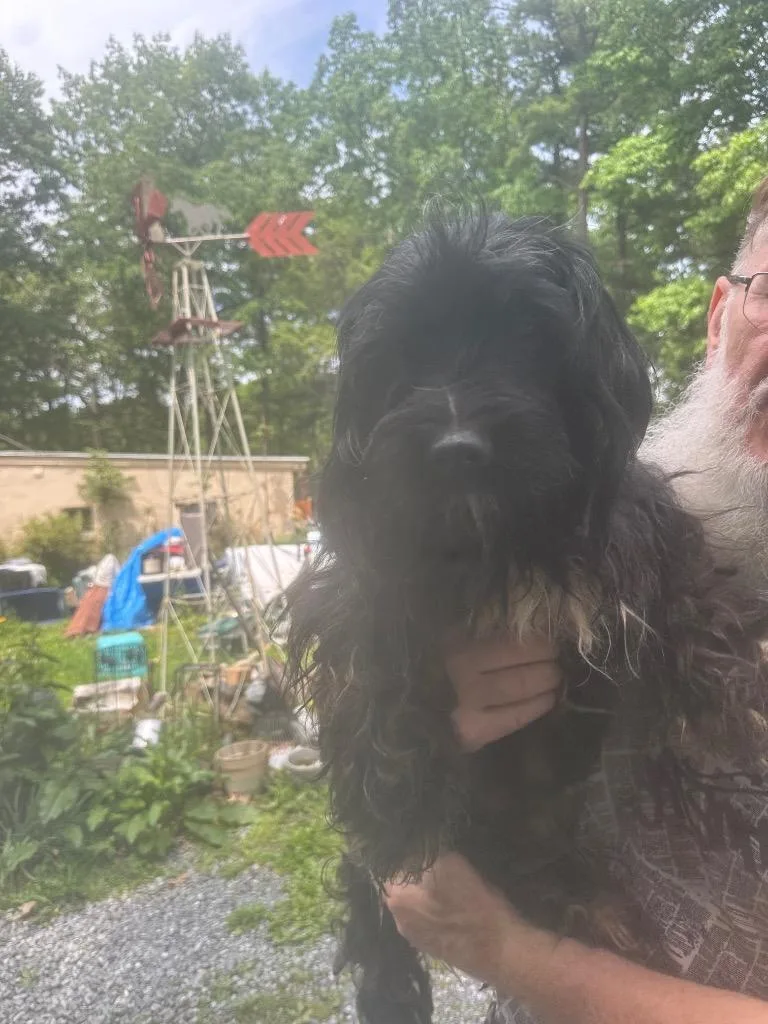 An adult medium-sized male Coton de Tulear dog named Blackie for adoption in Pine Grove, PA