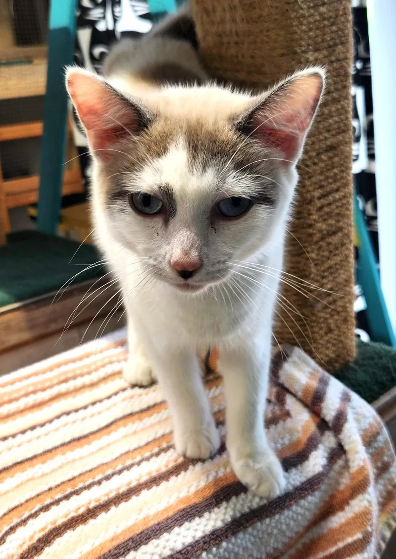 A young medium-sized male Domestic Short Hair cat named Meatball for adoption in Crossville, TN