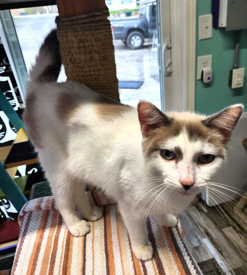 Meatball thumbnail 2