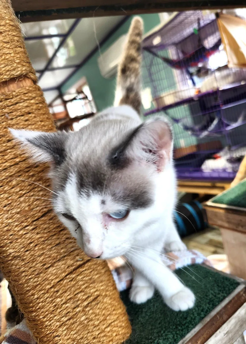 Meatball thumbnail 3