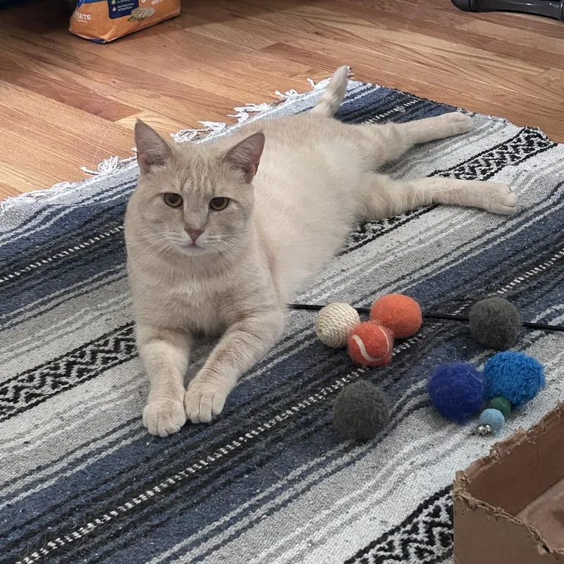 An adult small-sized male Buff / Tan / Fawn Domestic Short Hair cat named Cheeto for adoption in Charlottesville, VA