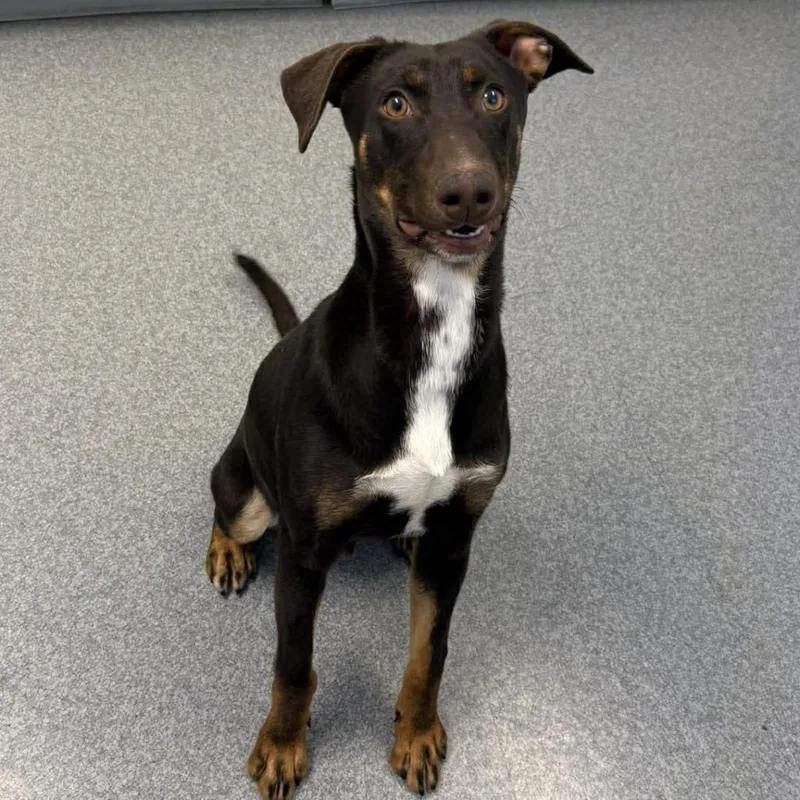 A young medium-sized male Brown / Chocolate Mixed Breed dog named Rex for adoption in Oakville, WA