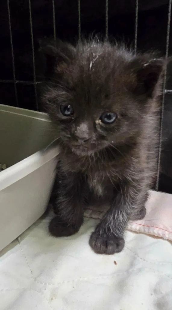 A baby small-sized male Domestic Short Hair cat named Fred G. for adoption in Auburn, IN